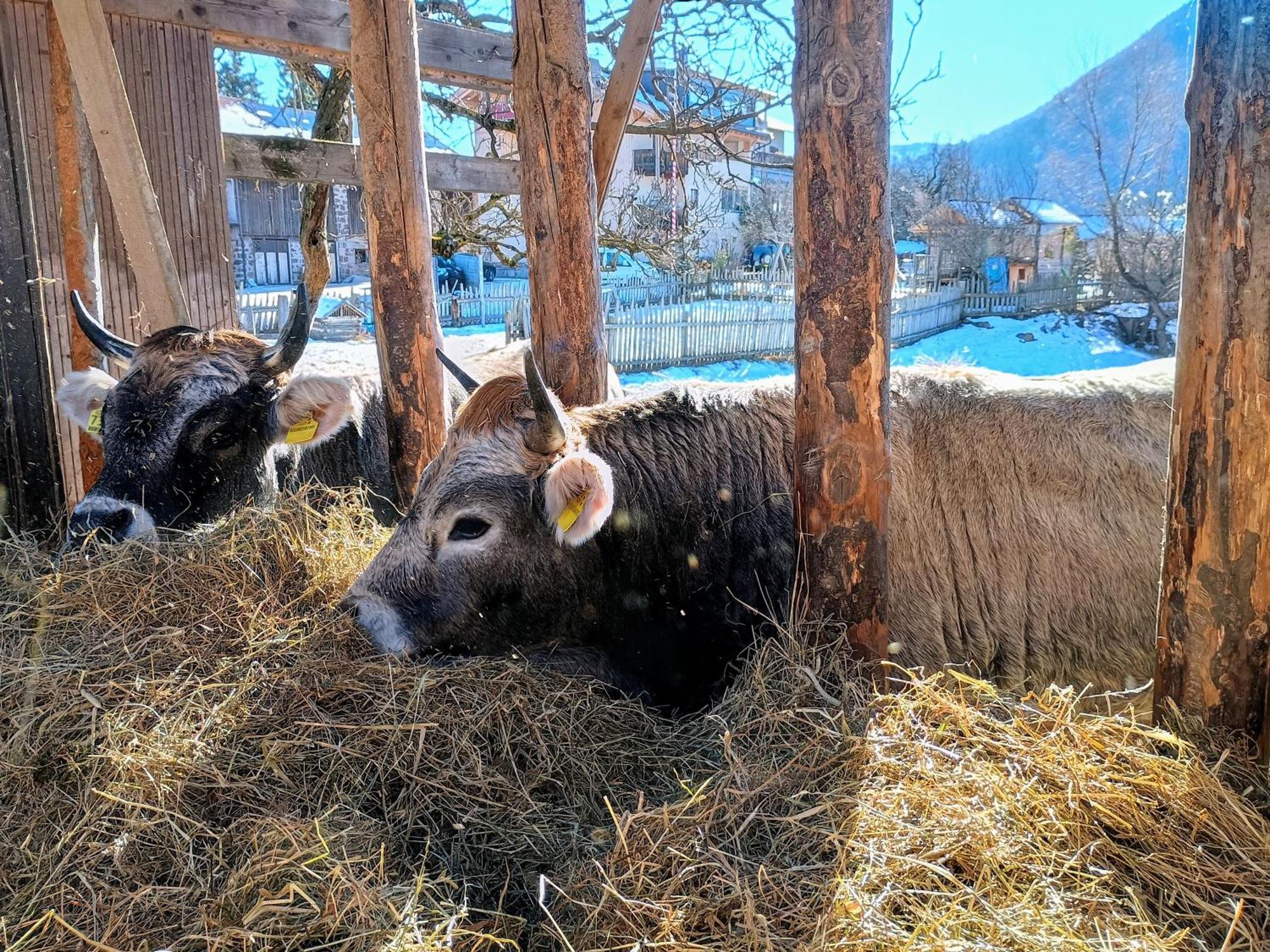 Вилла Koflhof Urlaub Auf Dem Bauernhof Альдино Экстерьер фото